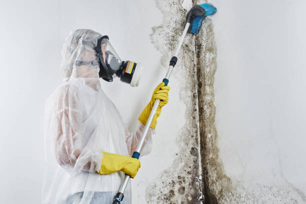 Duquesne, PA Mold Remediation Company