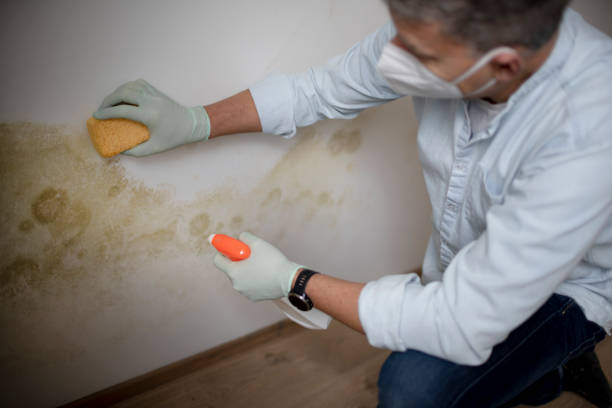 Best Kitchen Mold Remediation in Duquesne, PA