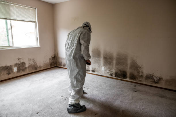Best Commercial Mold Remediation in Duquesne, PA
